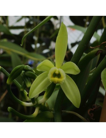 Vanilla planifolia en sphaigne