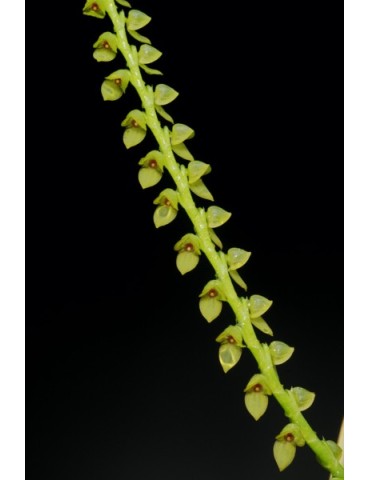 Stelis saccata 2