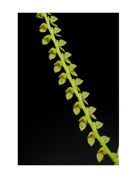Stelis saccata