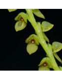 Stelis saccata