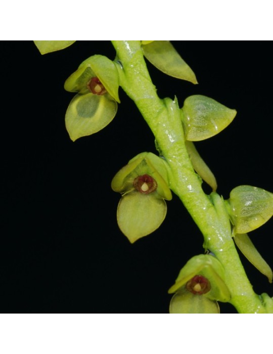 Stelis saccata Stelis saccata