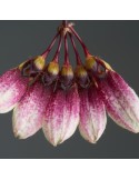 Bulbophyllum flabellum-veneris