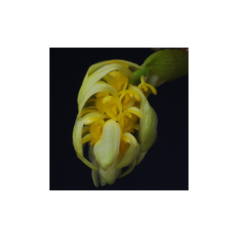 Bulbophyllum bittnerianum