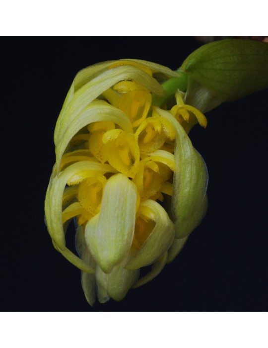 Bulbophyllum bittnerianum