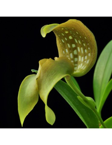 Bulbophyllum grandiflorum
