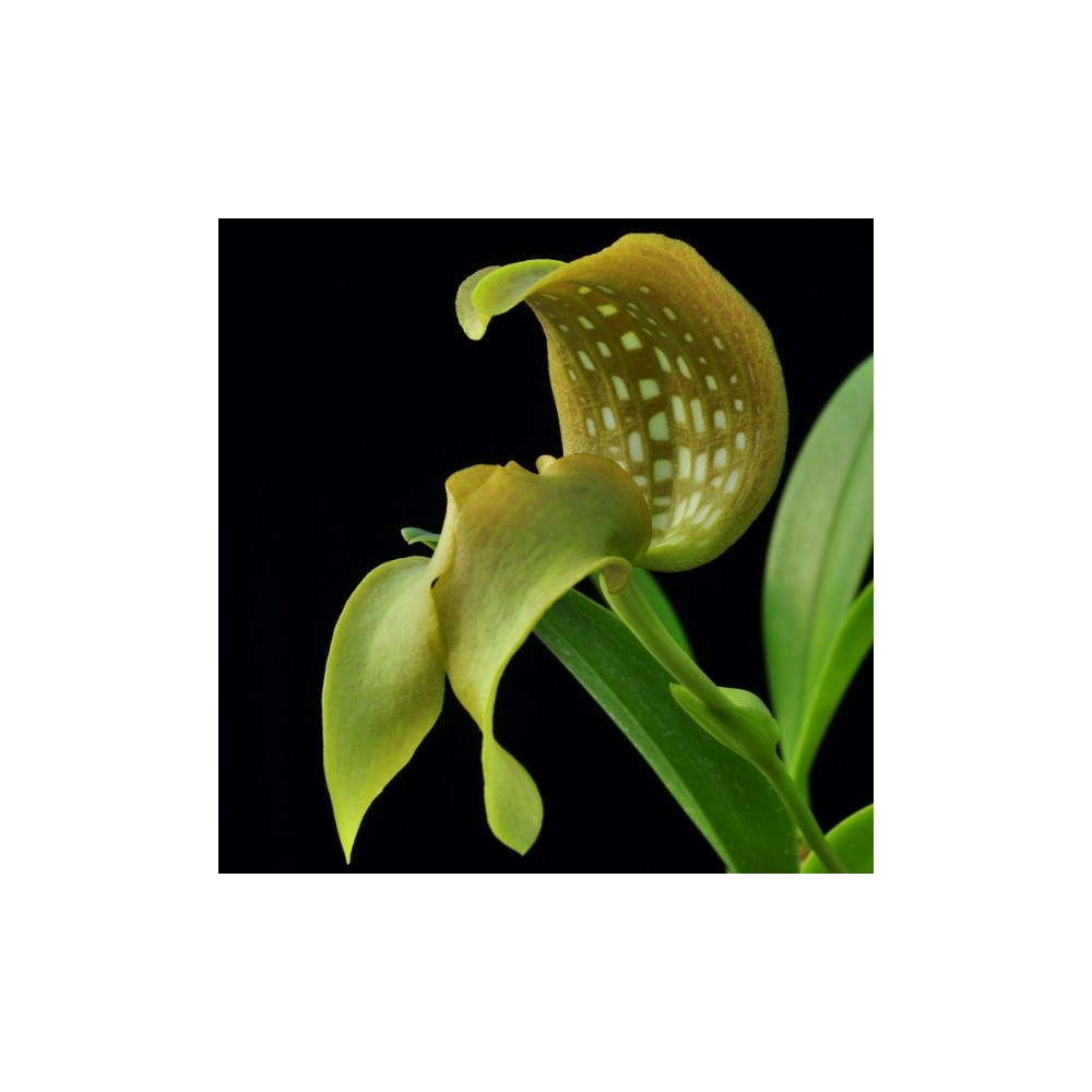 Bulbophyllum grandiflorum