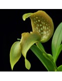 Bulbophyllum grandiflorum