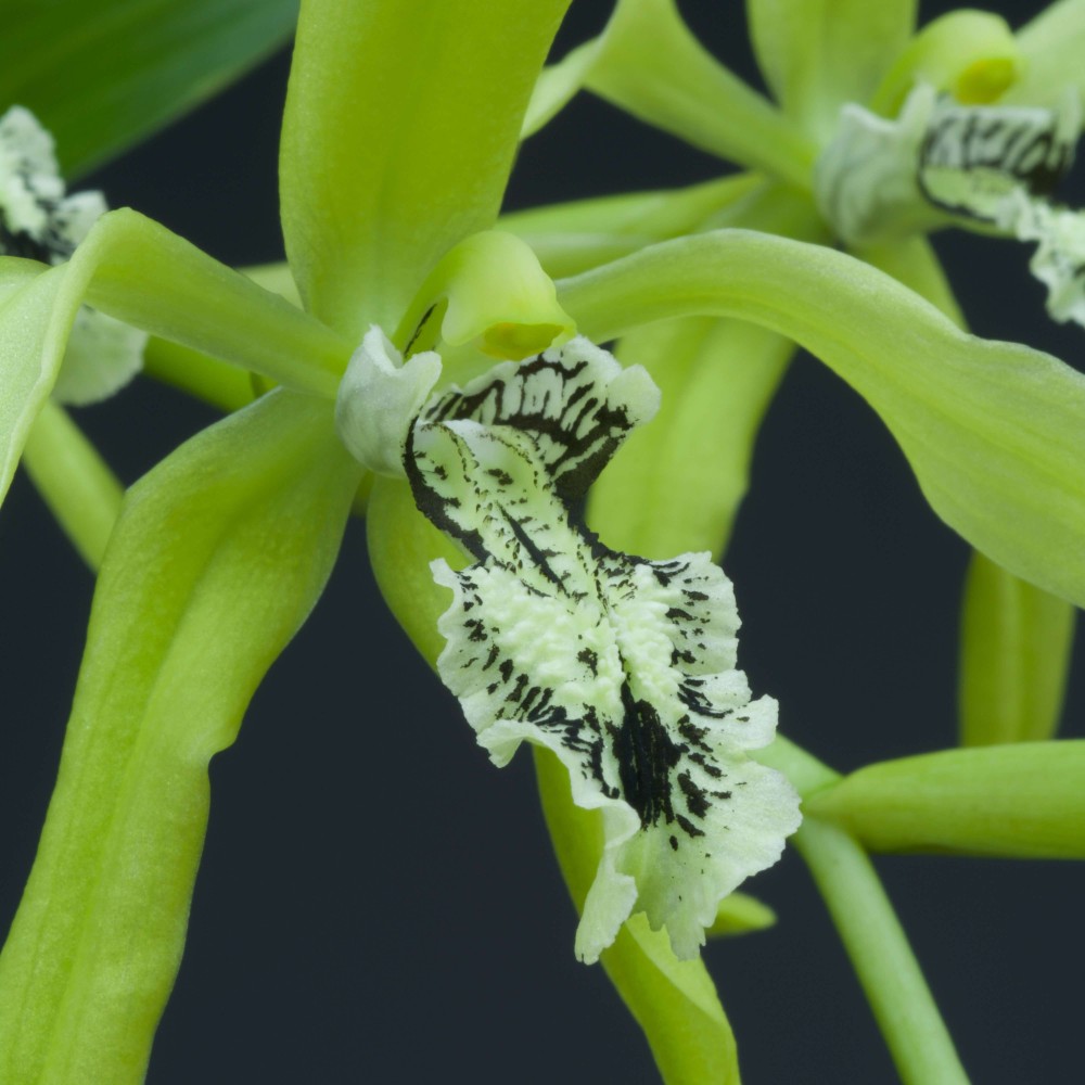 Coelogyne pandurata