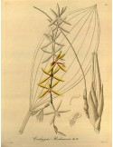 Coelogyne rochussenii