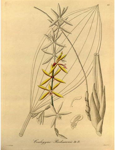 Coelogyne rochussenii