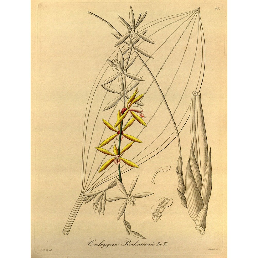 Coelogyne rochussenii