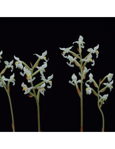 Ludisia discolor var. dawsoniana