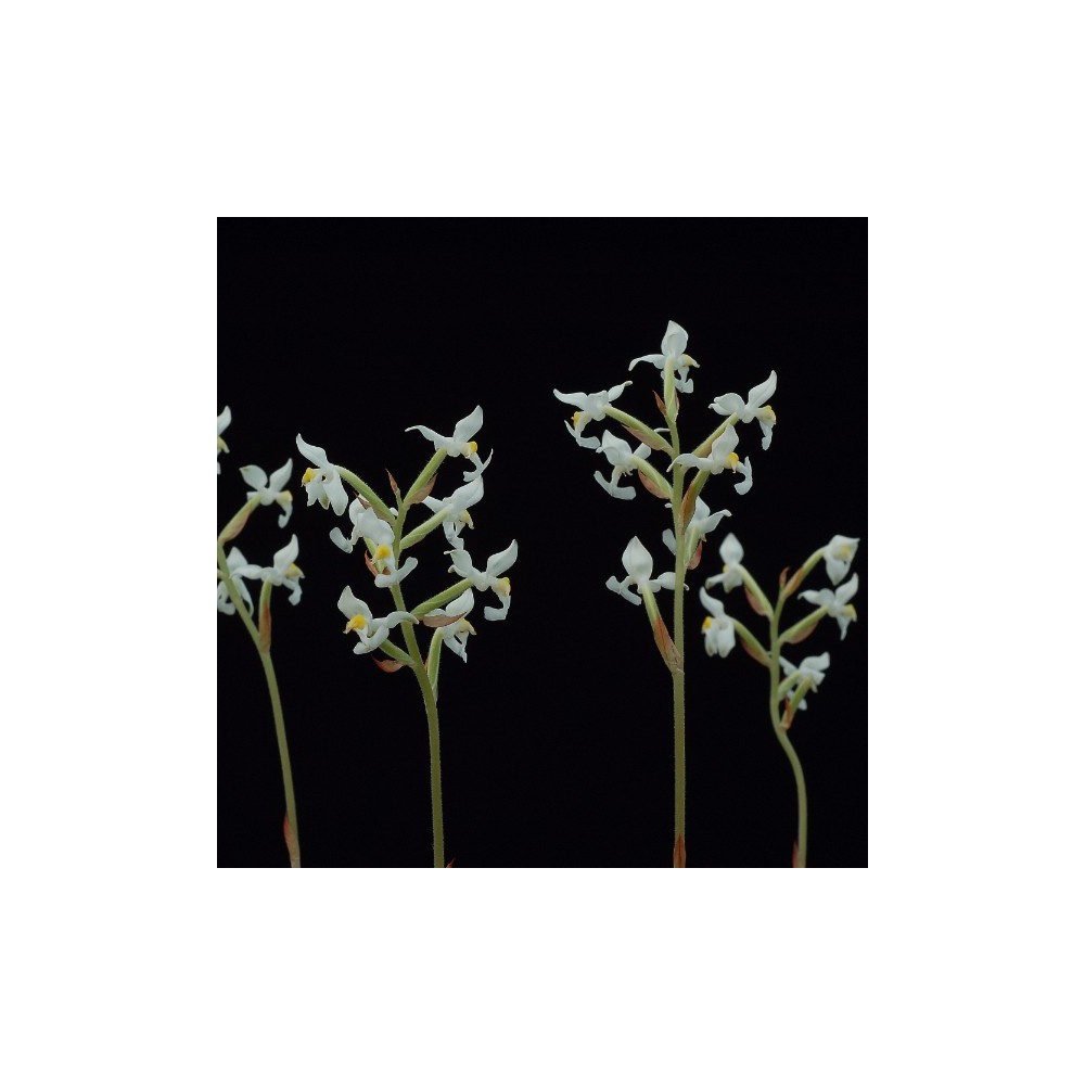 Ludisia discolor