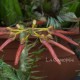Bulbophyllum helenae