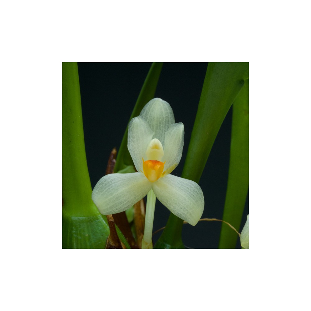 Maxillaria hedwigiae