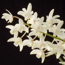 Dendrobium x delicatum en sphaigne