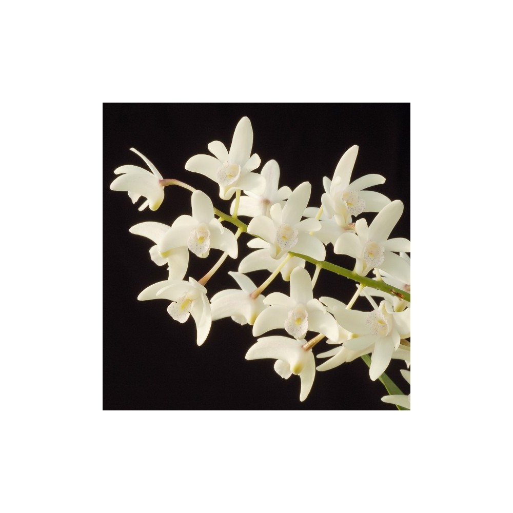 Dendrobium x delicatum
