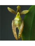 Bulbophyllum lasiochilum