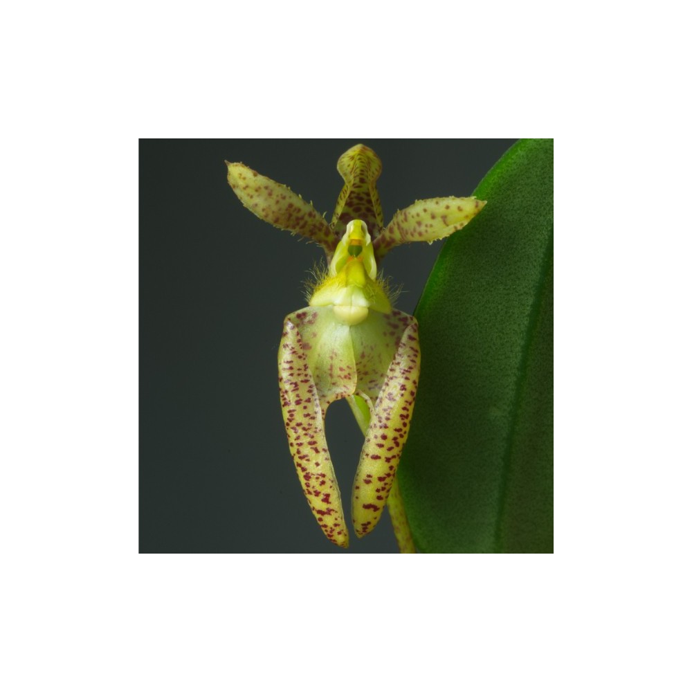 Bulbophyllum lasiochilum