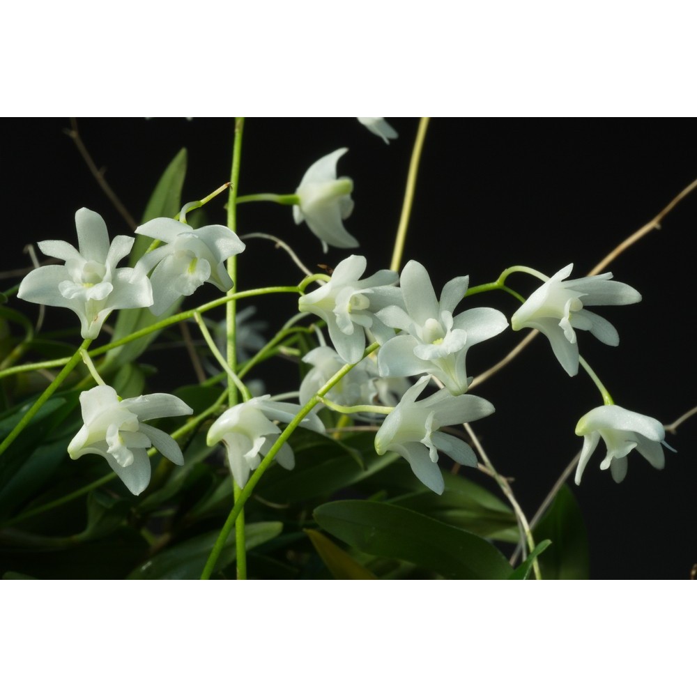 Dendrobium kingianum var. album