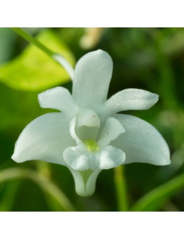 Dendrobium kingianum var. album en sphaigne