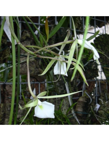 Brassavola tuberculata sur plaque