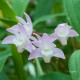 Dendrobium x suffusum