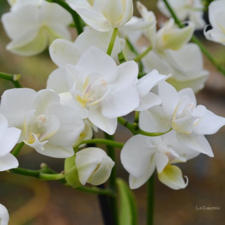 Phalaenopsis blanc petites fleurs
