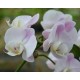 Phalaenopsis rose