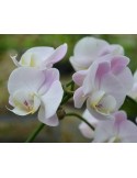 Phalaenopsis rose