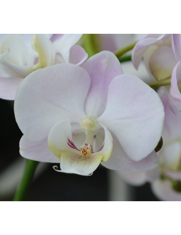 Phalaenopsis rose