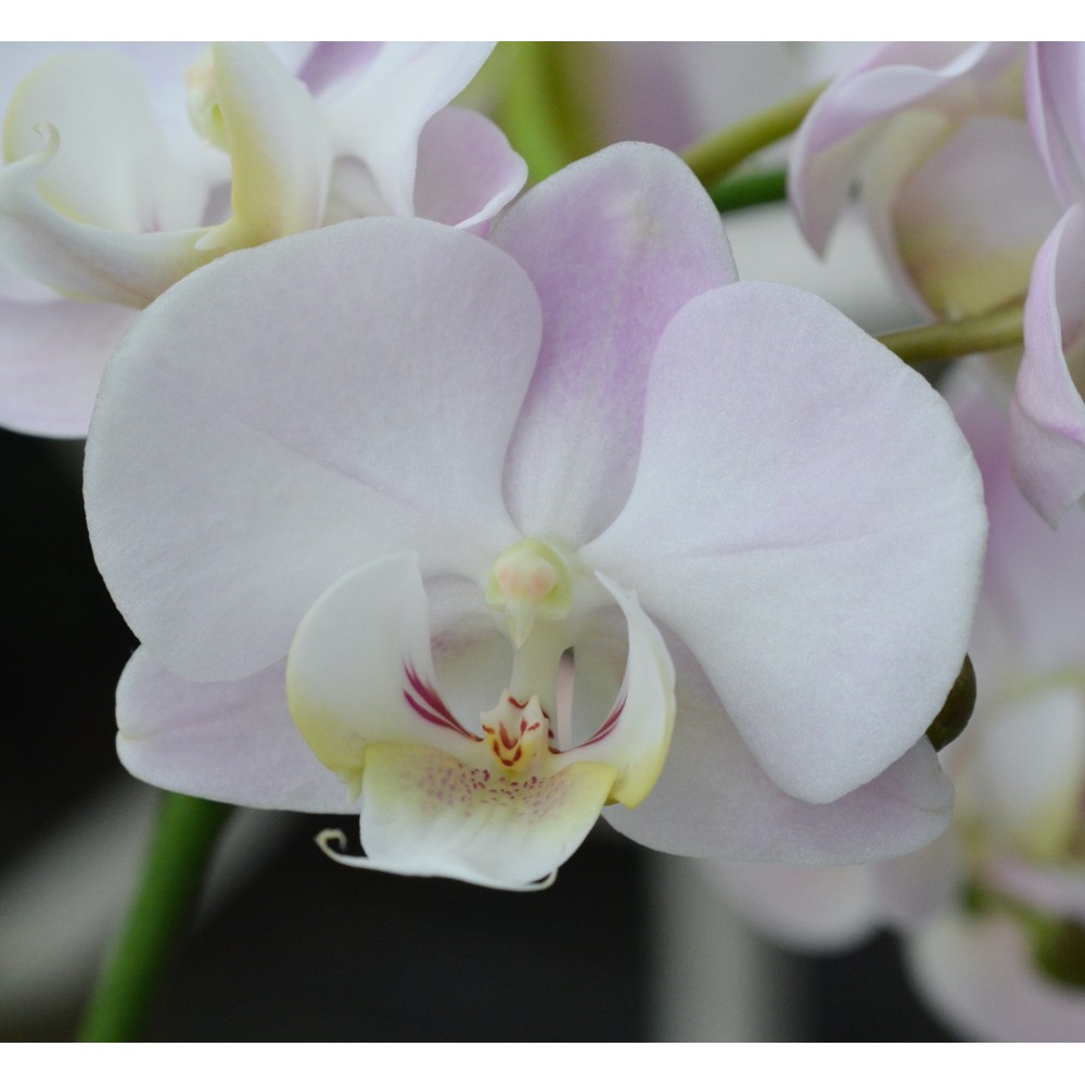 Phalaenopsis rose