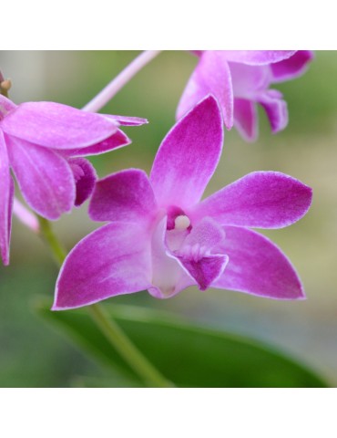 Dendrobium Australian Star