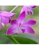 Dendrobium Australian Star