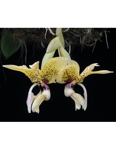 Stanhopea (saccata x madouxiana) x tigrina 2