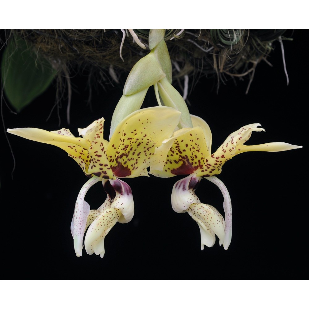 Stanhopea (saccata x madouxiana) x tigrina