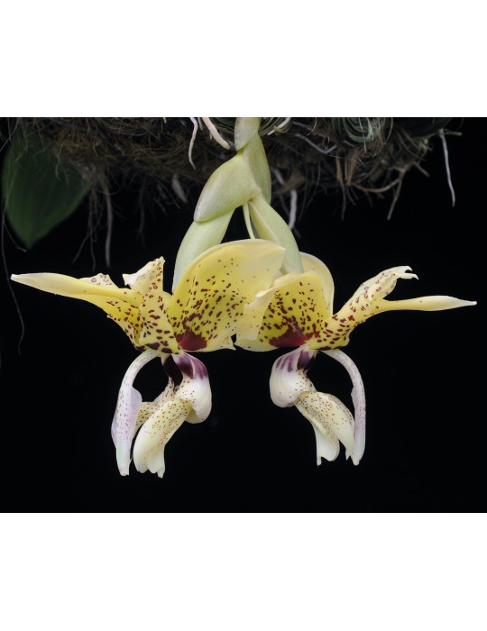 Stanhopea (saccata x madouxiana) x tigrina