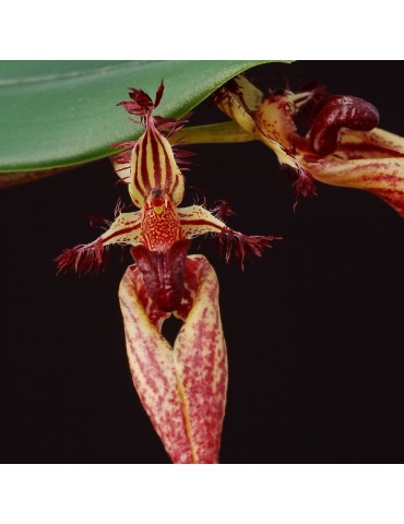 Bulbophyllum putidum