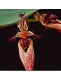 Bulbophyllum putidum