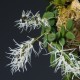 Dendrobium linguiforme sur plaque