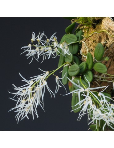 Dendrobium linguiforme sur plaque