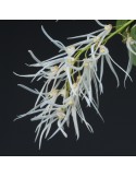 Dendrobium linguiforme sur plaque