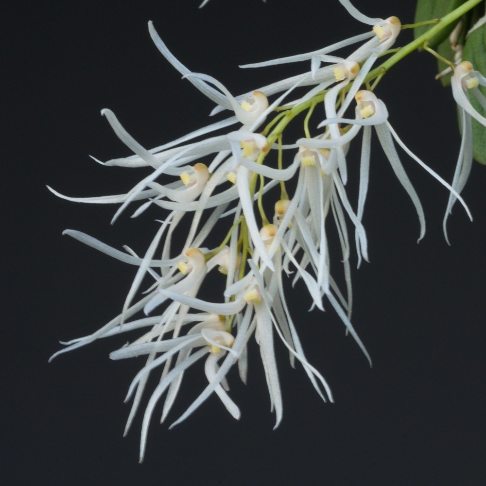 Dendrobium linguiforme sur plaque