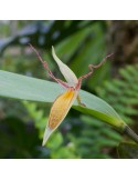 Pleurothallis nuda sur plaque