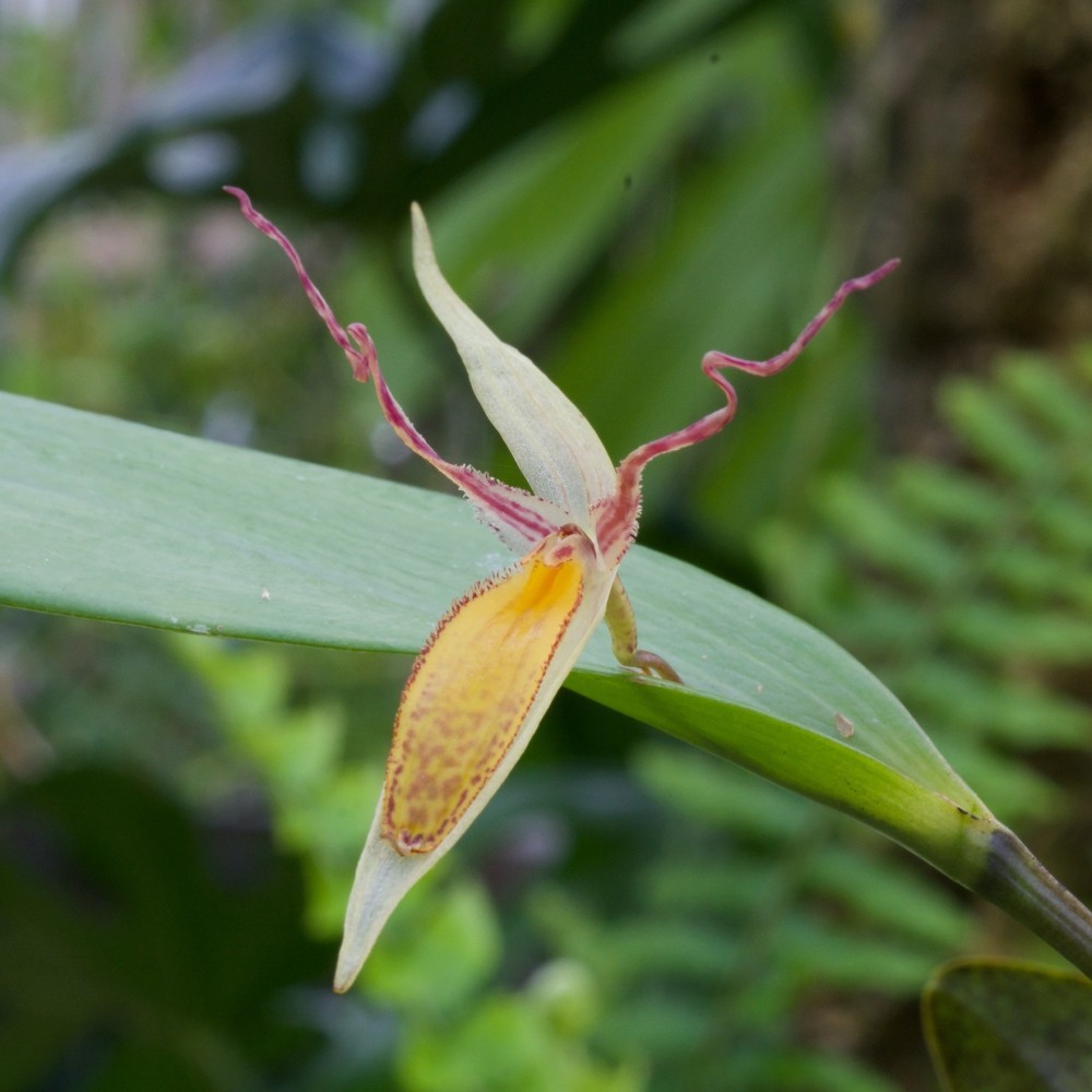 Pleurothallis nuda sur plaque