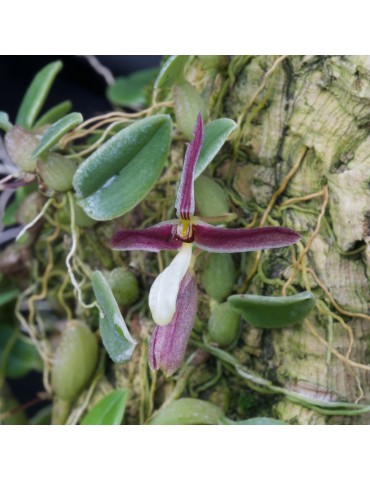 Hapalochilus alkmaarense sur plaque