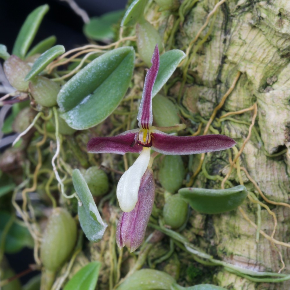 Hapalochilus alkmaarense sur plaque