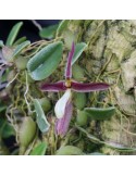 Hapalochilus alkmaarense sur plaque
