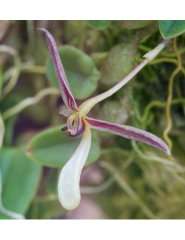Hapalochilus alkmaarense sur plaque 2