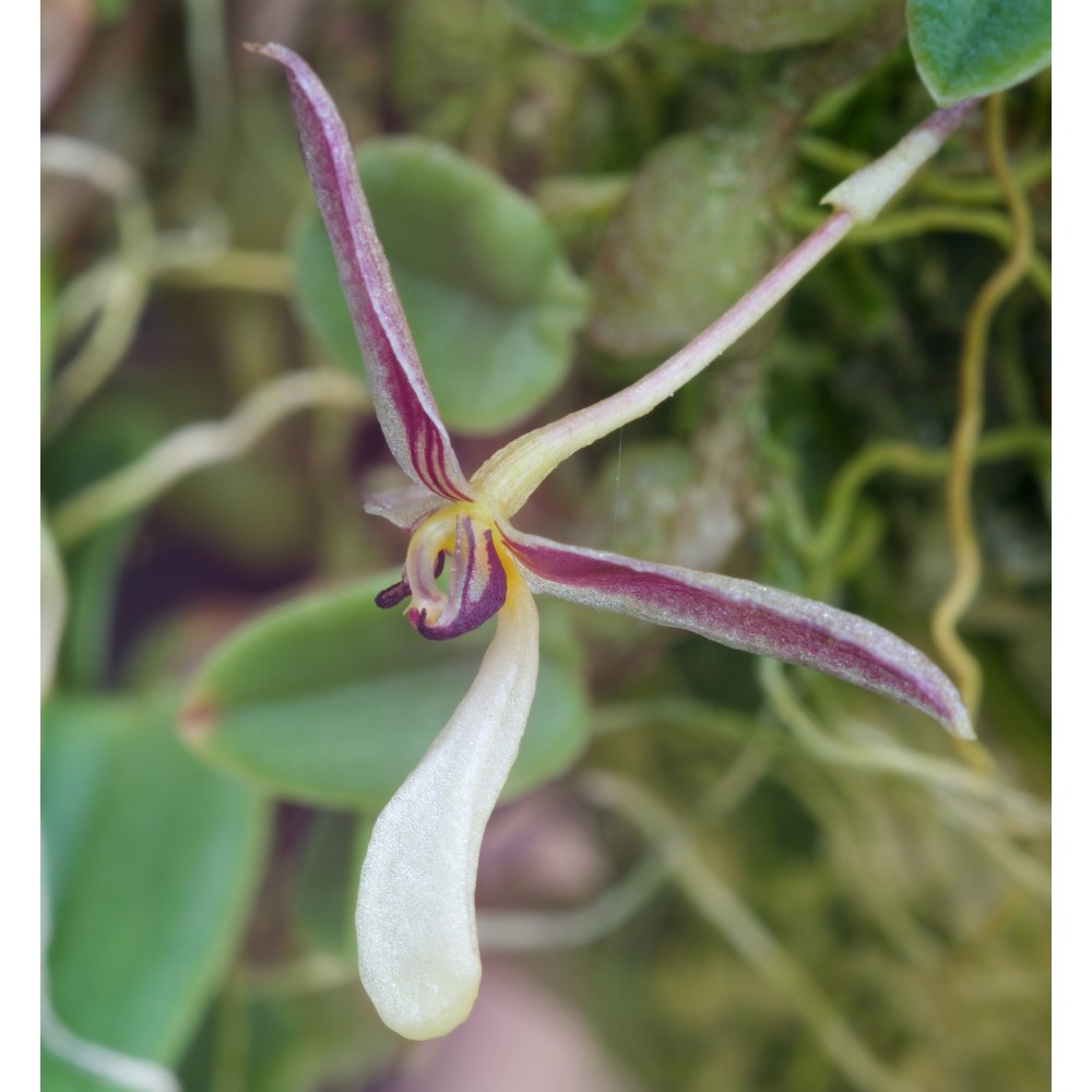 Hapalochilus alkmaarense sur plaque